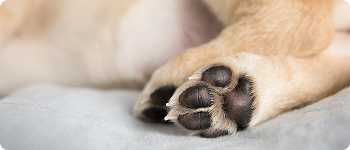 Image of dry patches